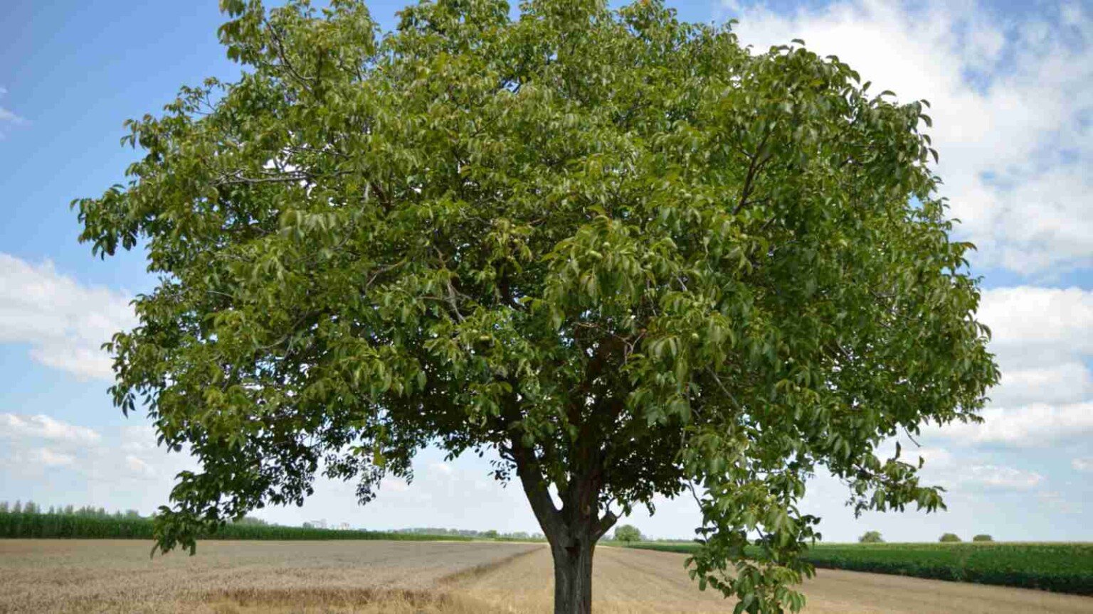 How to Plant, Grow, & Care for Walnut Tree (Complete Guide)