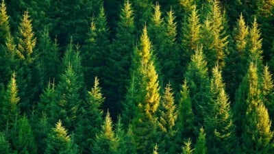 Fir tree forest with sunrays