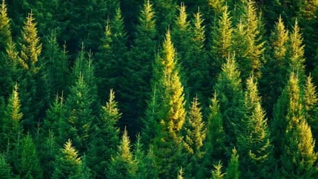 Fir tree forest with sunrays