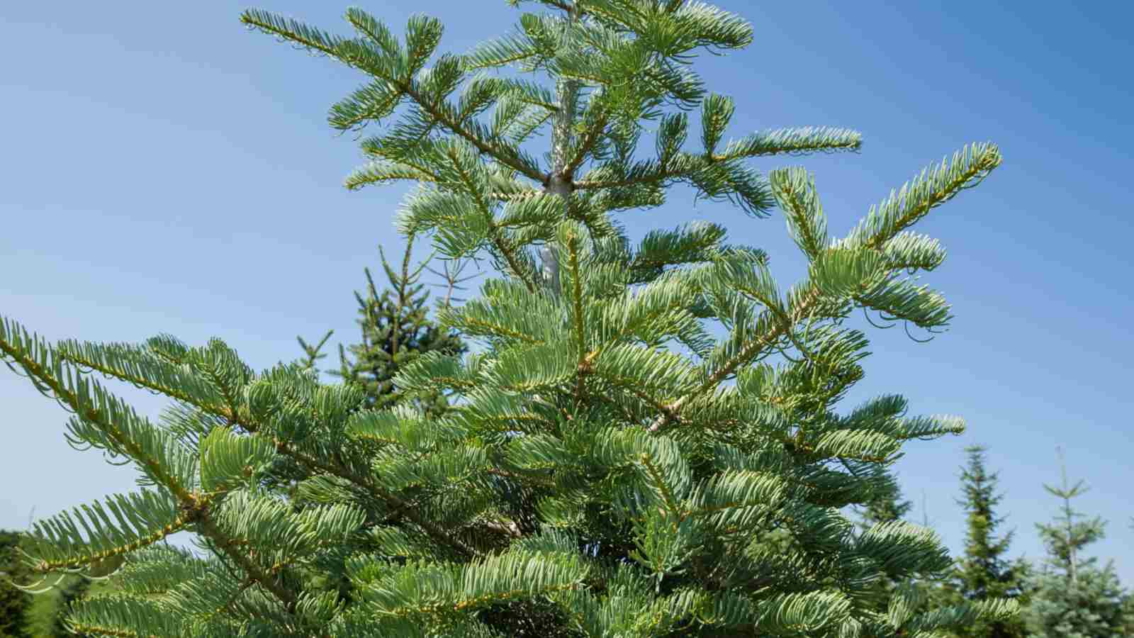 Fir Tree Guide Description Types Growing And Care Tips