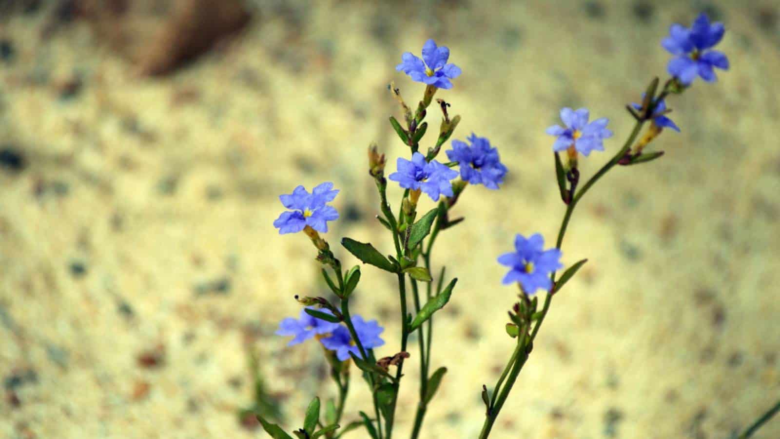 Blue Dampiera (Dampiera stricta) blooming flowers on a park