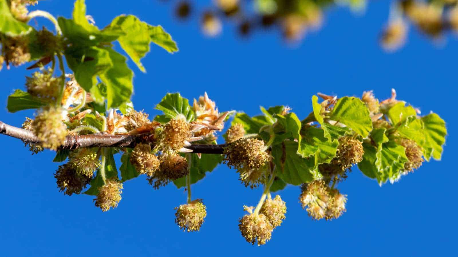 Beech Tree (Fagus spp.) flowers against the blue sky