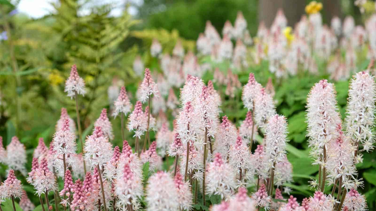 Foamflower (Tiarella spp.) flower spikes with white and pink shades