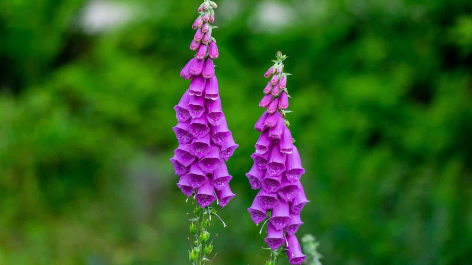 Purple Foxglove flowers selective focus