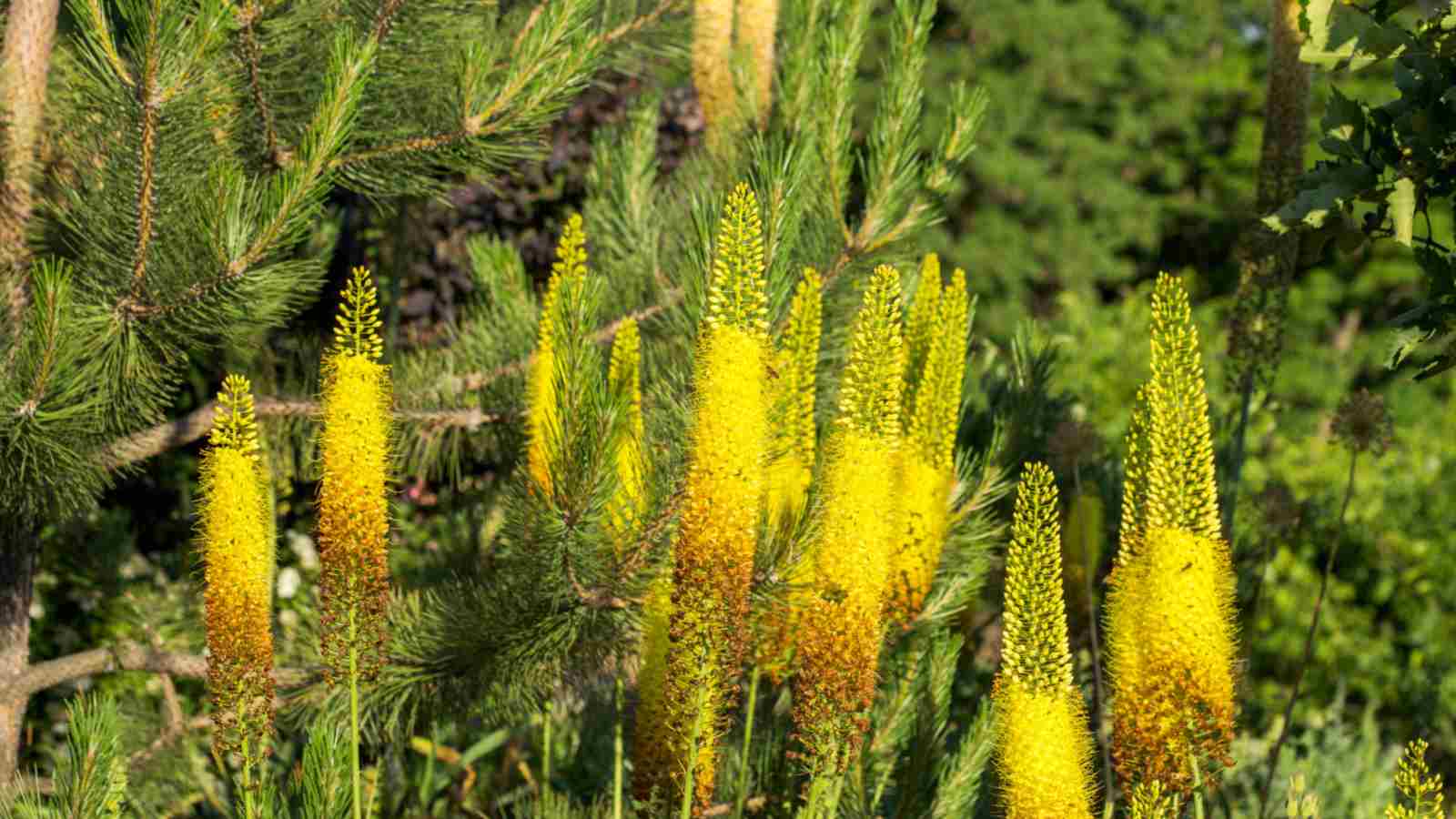Yellow Foxtail Lily (Eremurus spp.) in the garden