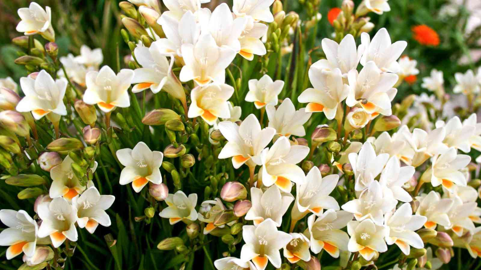 White Freesia flowers in the garden