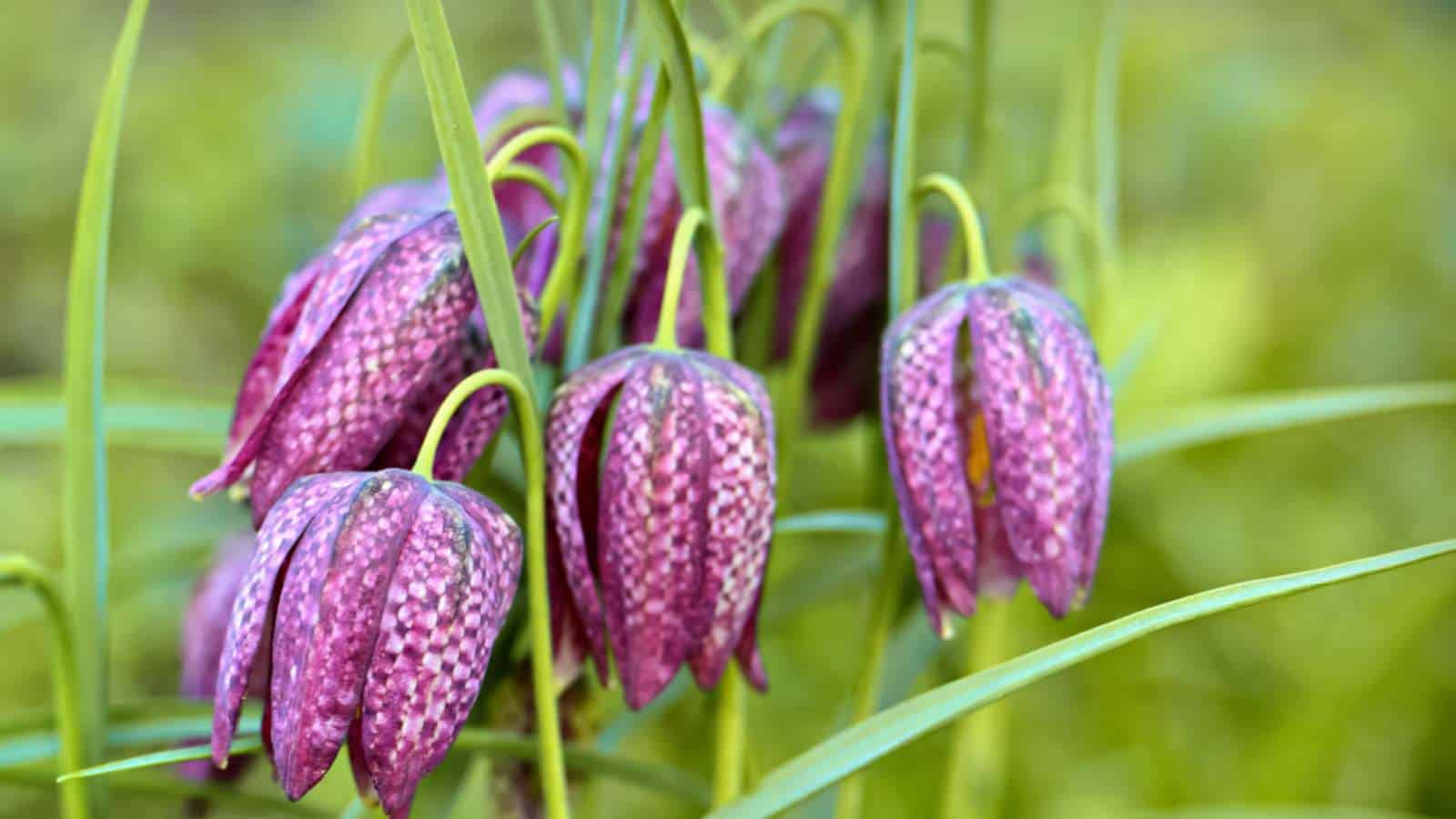 Selective focus of purple Fritillaria flowers