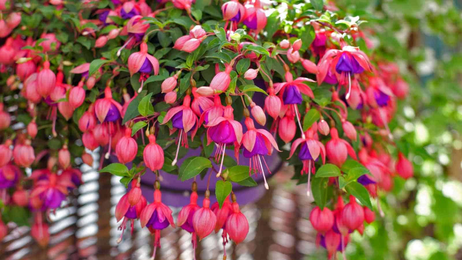 Fuchsia plant with pink and purple flowers and green foliage on a hanging pot