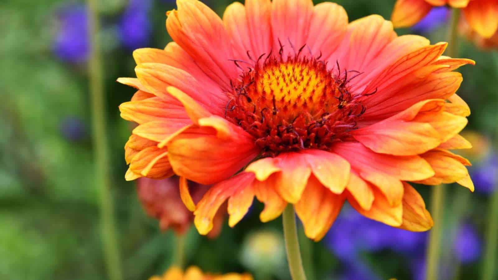 Closeup shot of Gaillardia flower