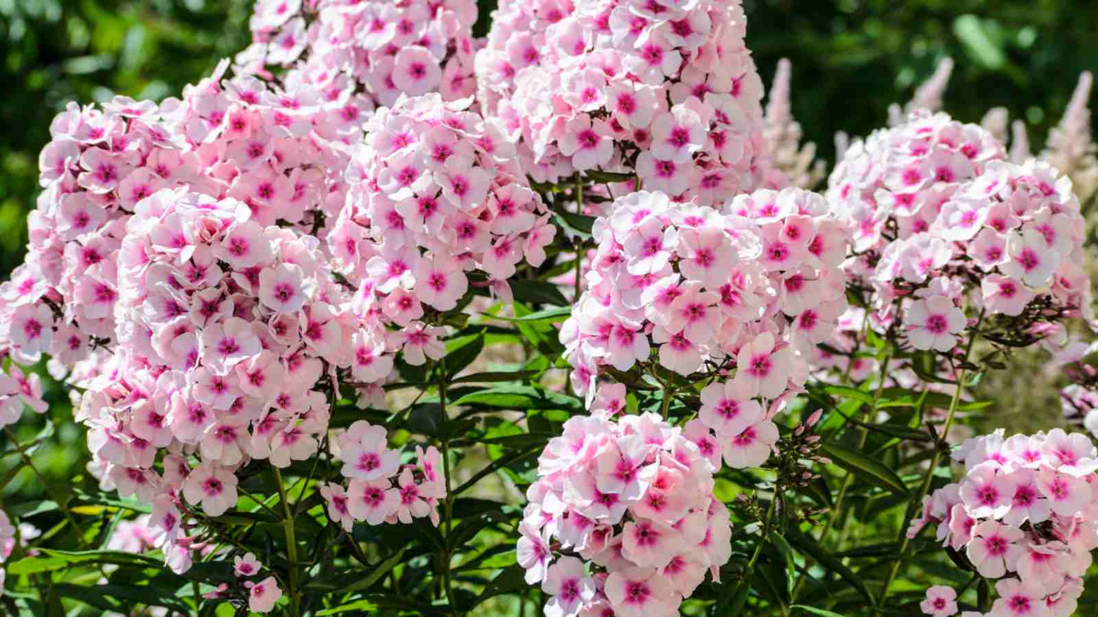 Pink flower clusters of Garden Phlox (Phlox paniculata)
