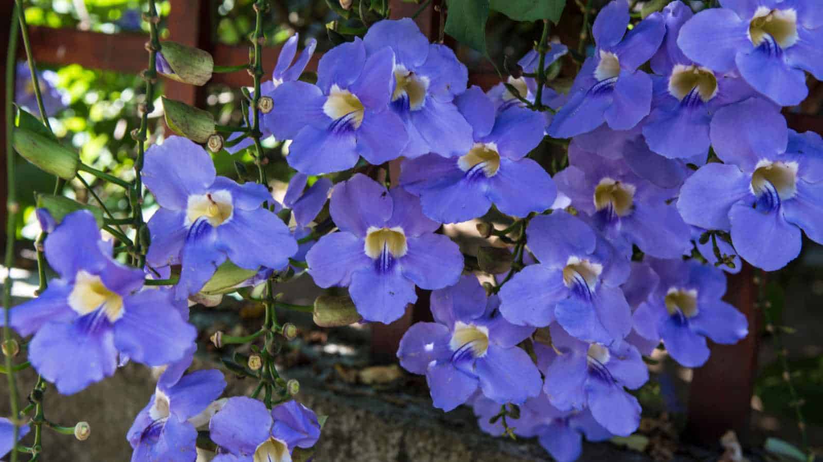 Blue Thunbergia (Thunbergia grandiflora) flowers in a garden