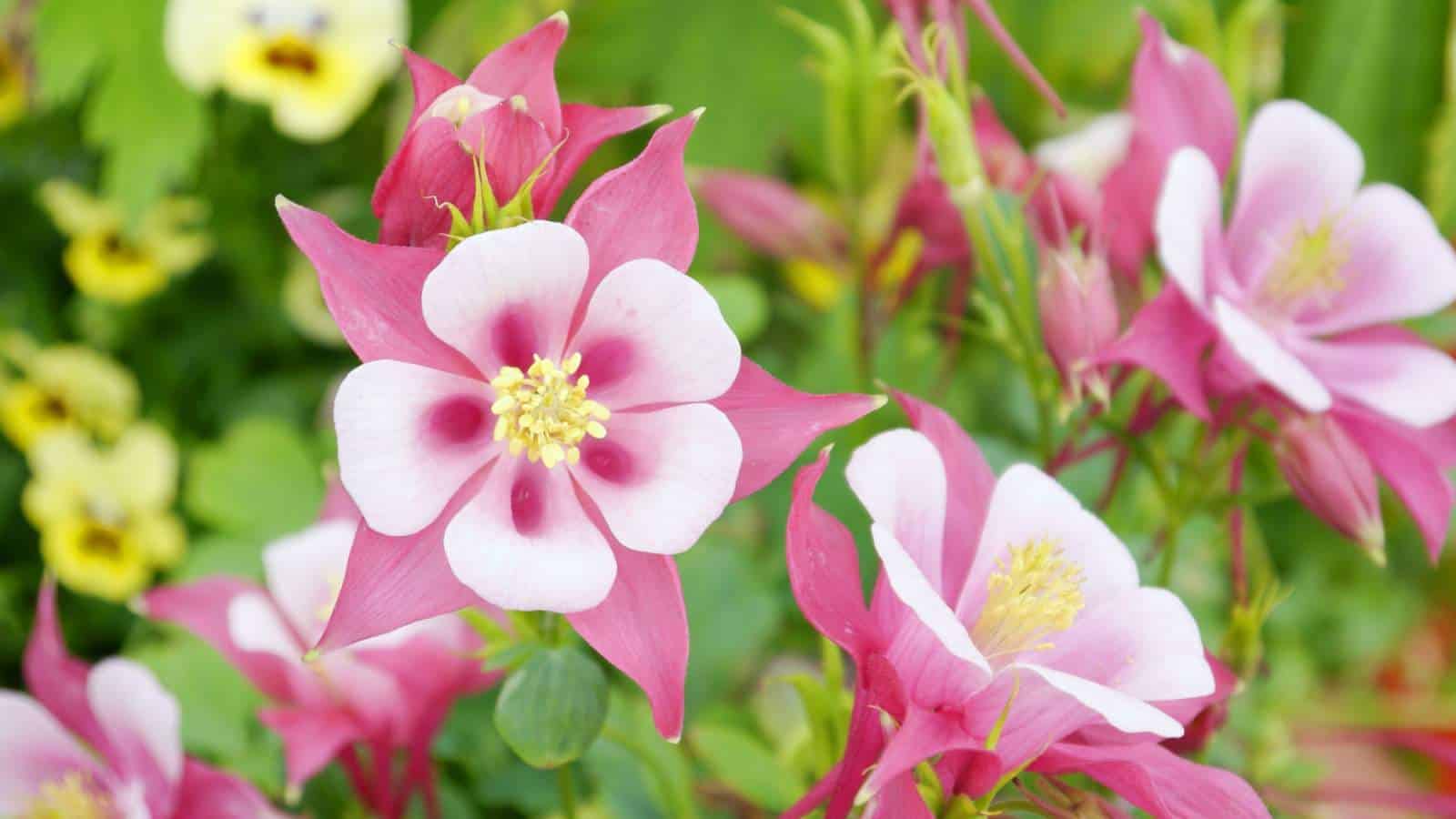 Red Columbine (Aquilegia spp.) flowers selective focus in the garden