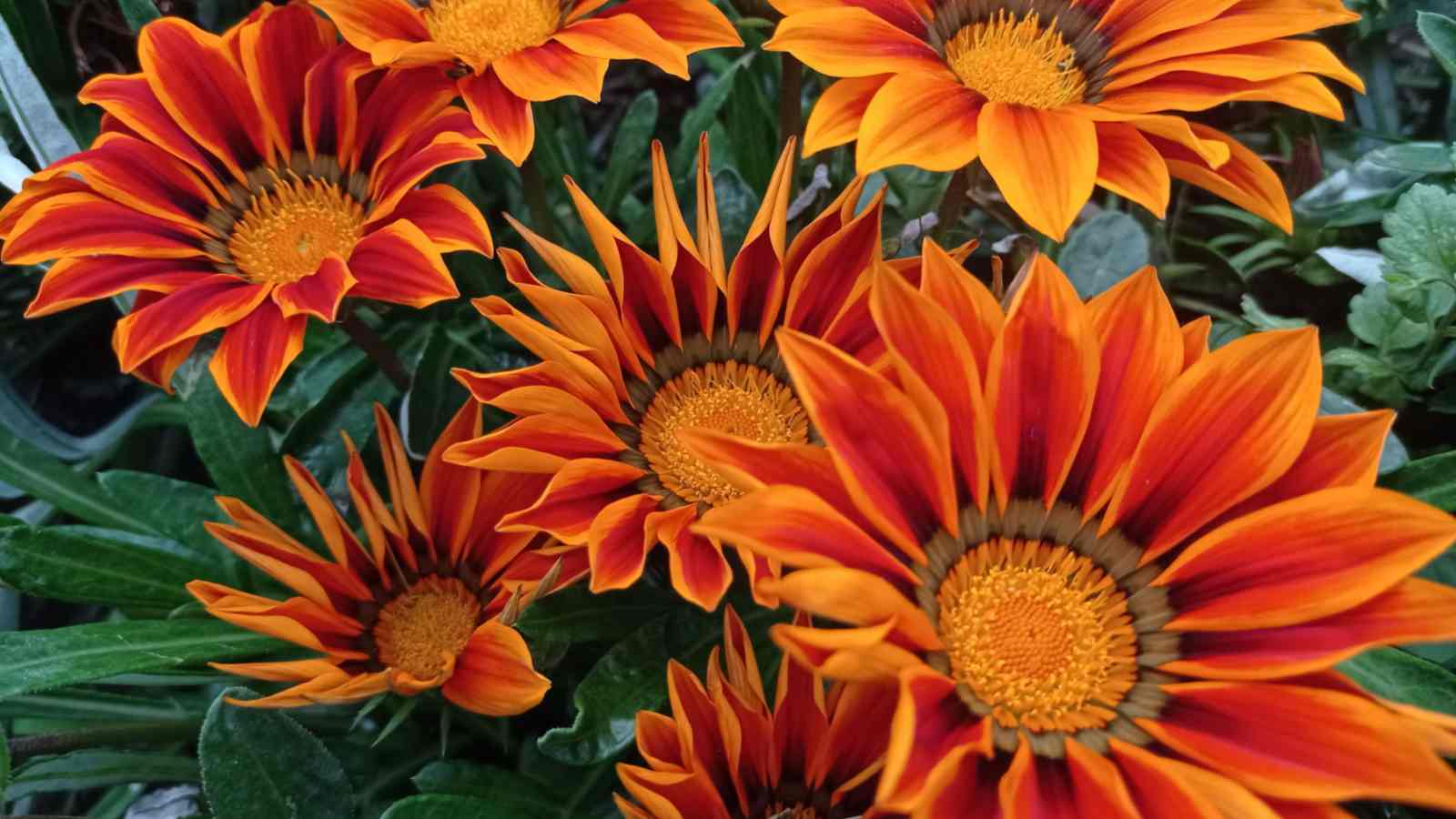 Blooming red orange Gazania (Gazania rigens) flowers with dark green foliage