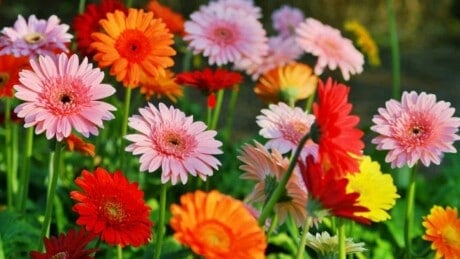 Gerbera daisies with shades of red, pink, and orange petals