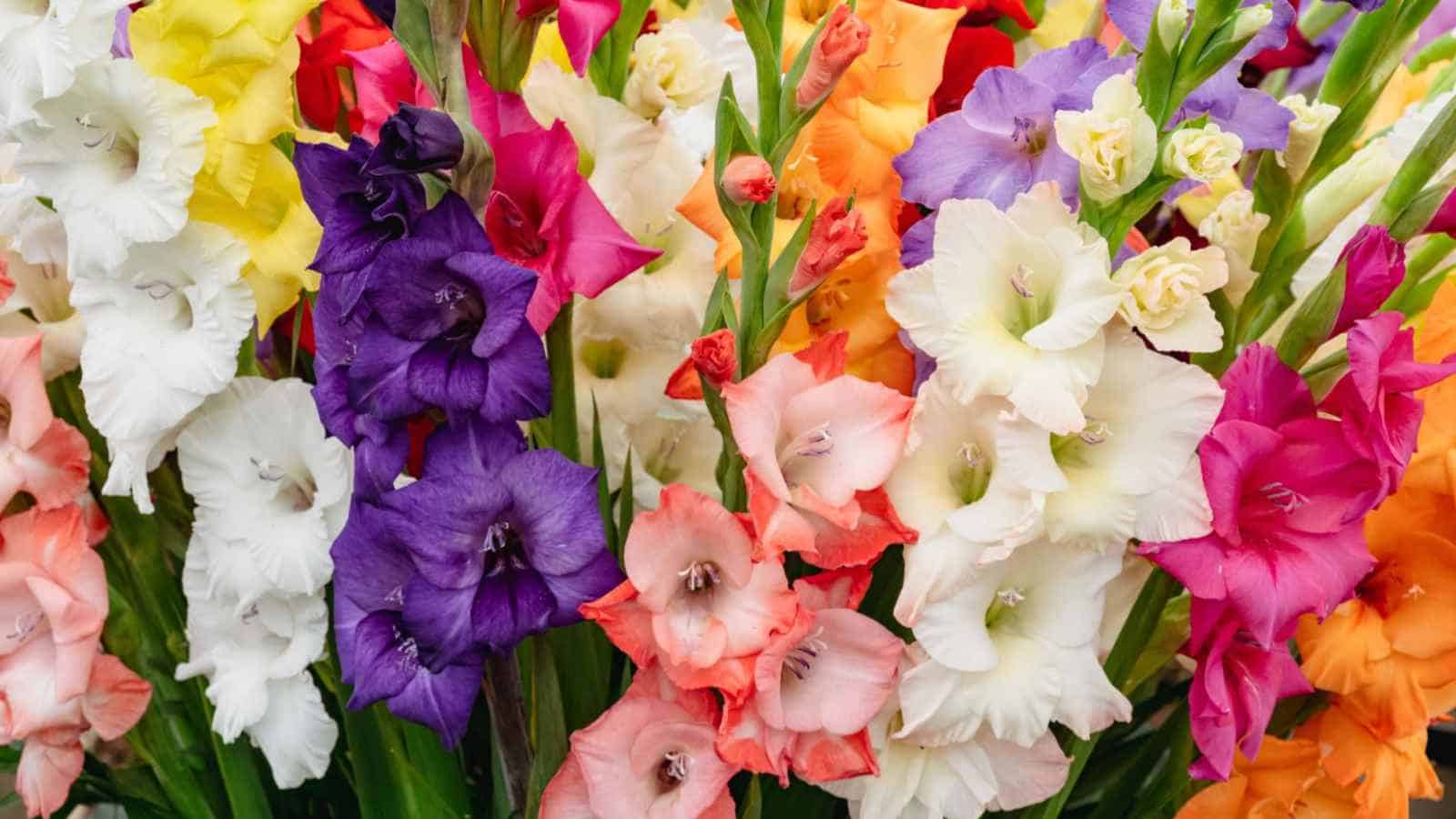 Colorful Gladiolus flowersColorful Gladiolus flowers