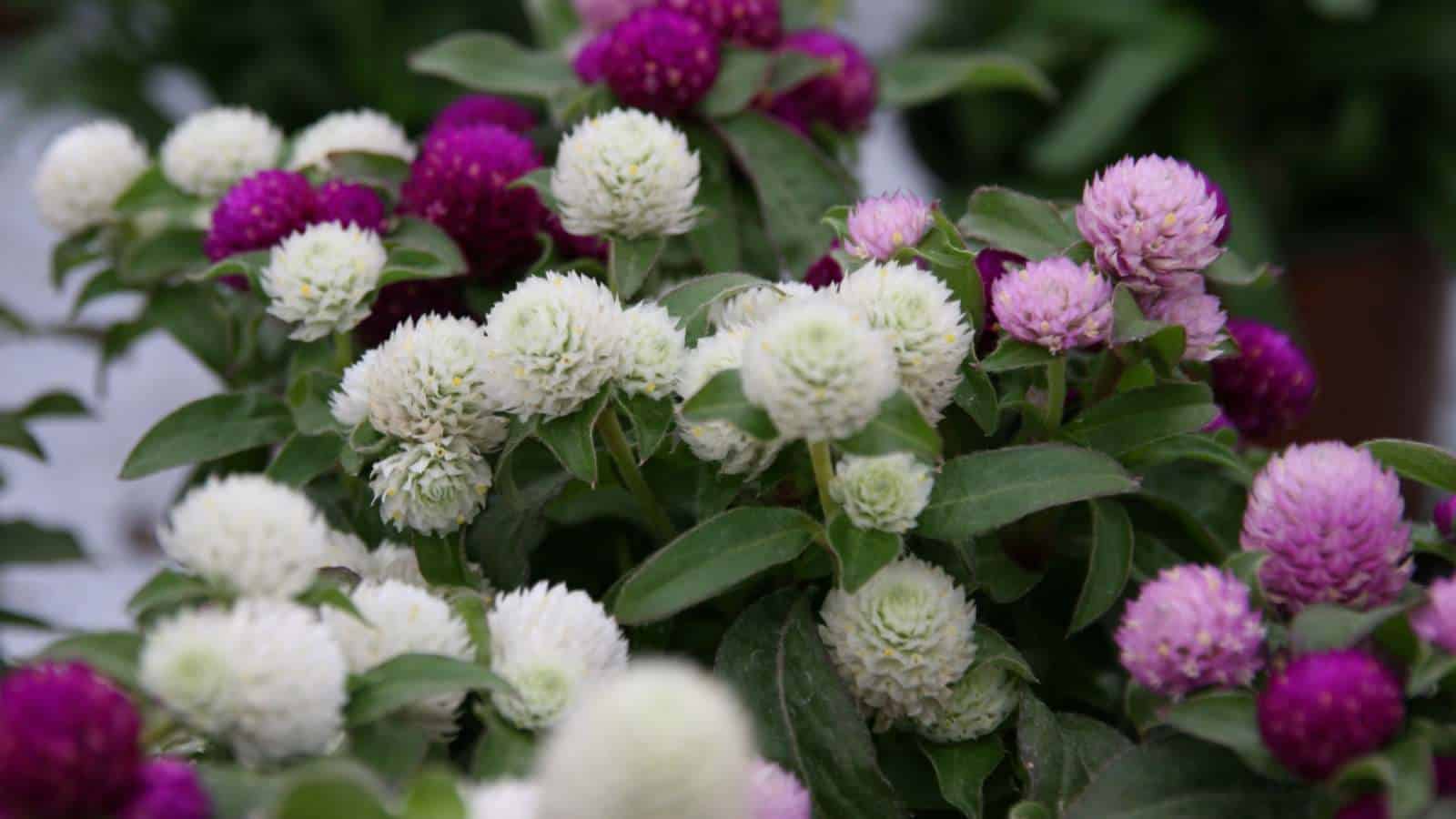 White and purple Globe Amaranth (Gomphrena globosa) flowers