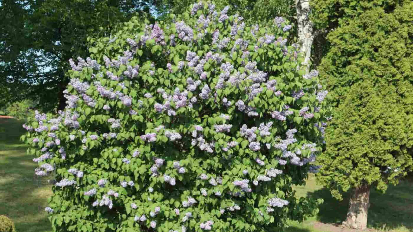 Lilac Bush Care Guide: How to Plant and Grow for Lilac Bush