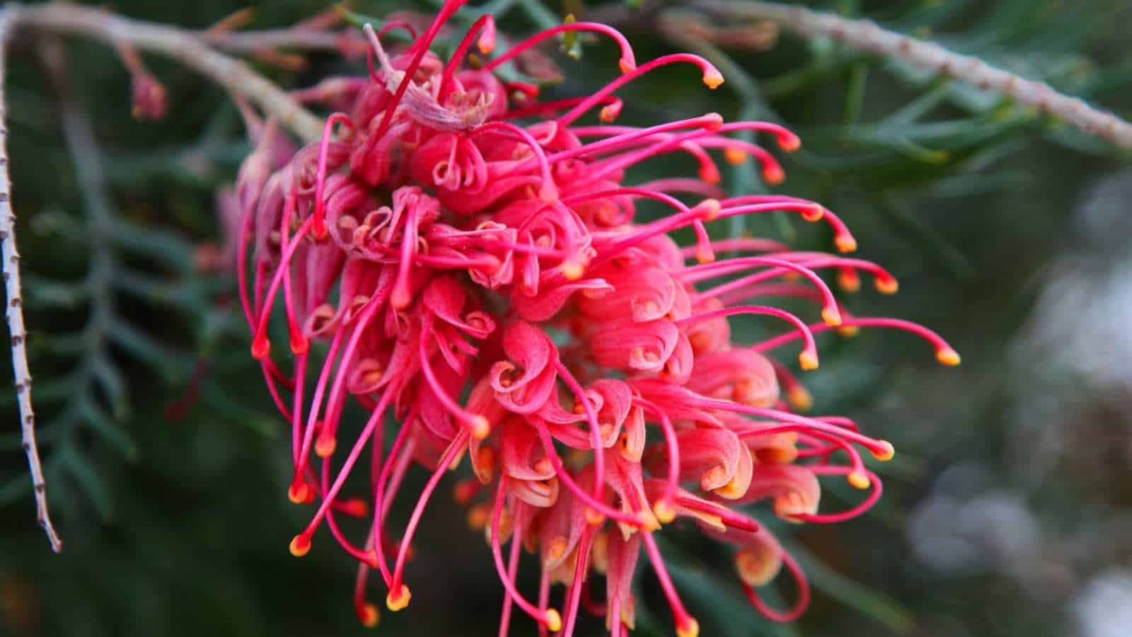 Grevillea (Grevillea spp.) pink flowers closeup shot