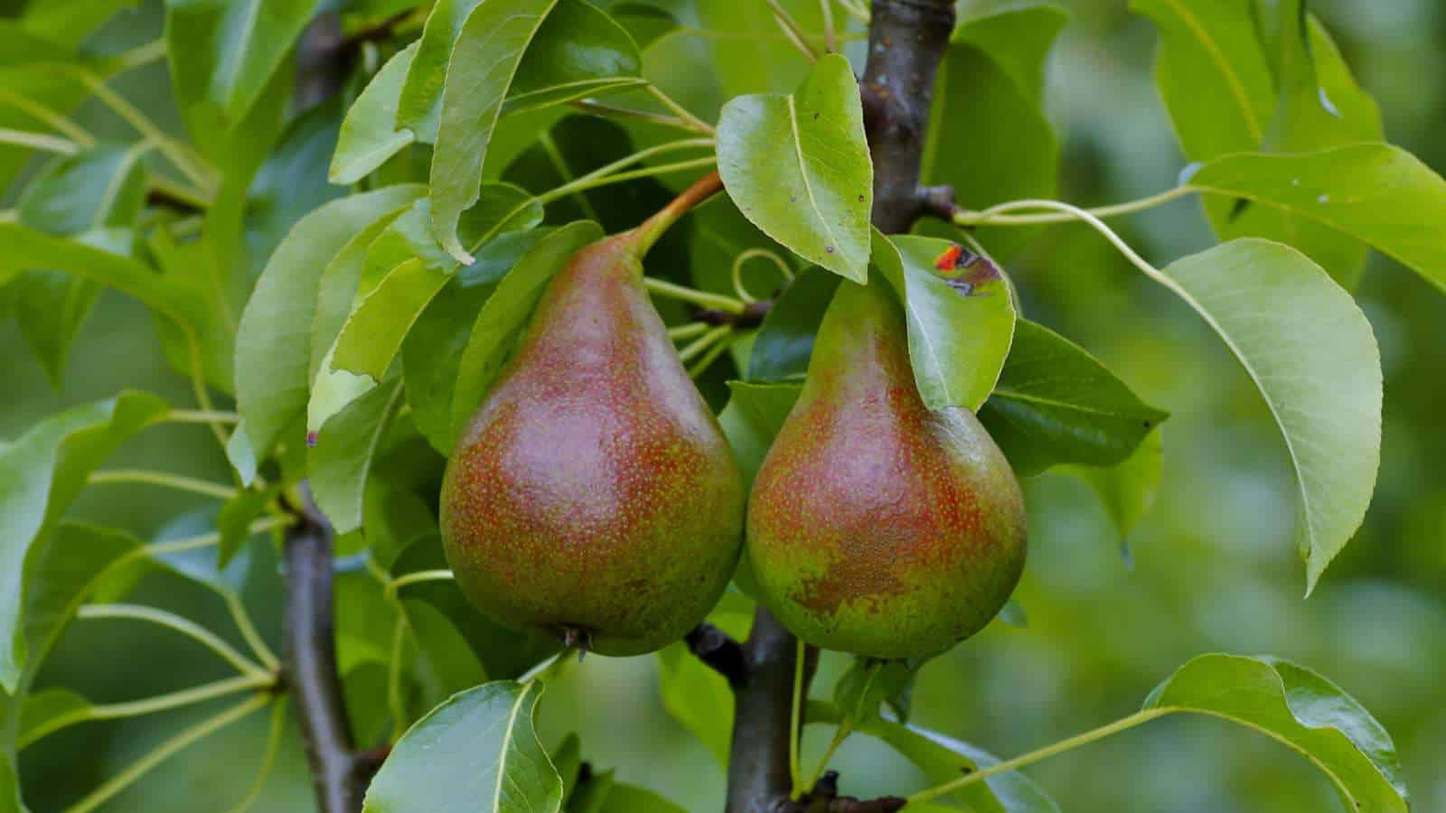 Ripening harrow sweet pears hanging on a tree with green leaves