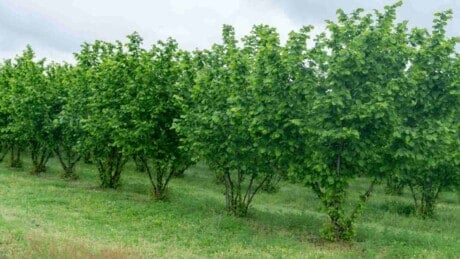 Rows of hazelnut trees in a plantation
