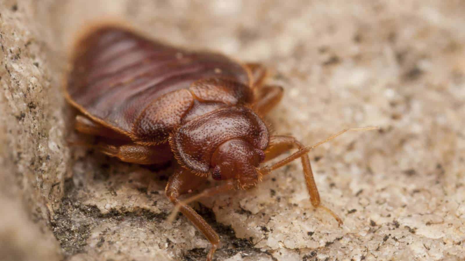 Selective focus on the head of bed bug with antennae
