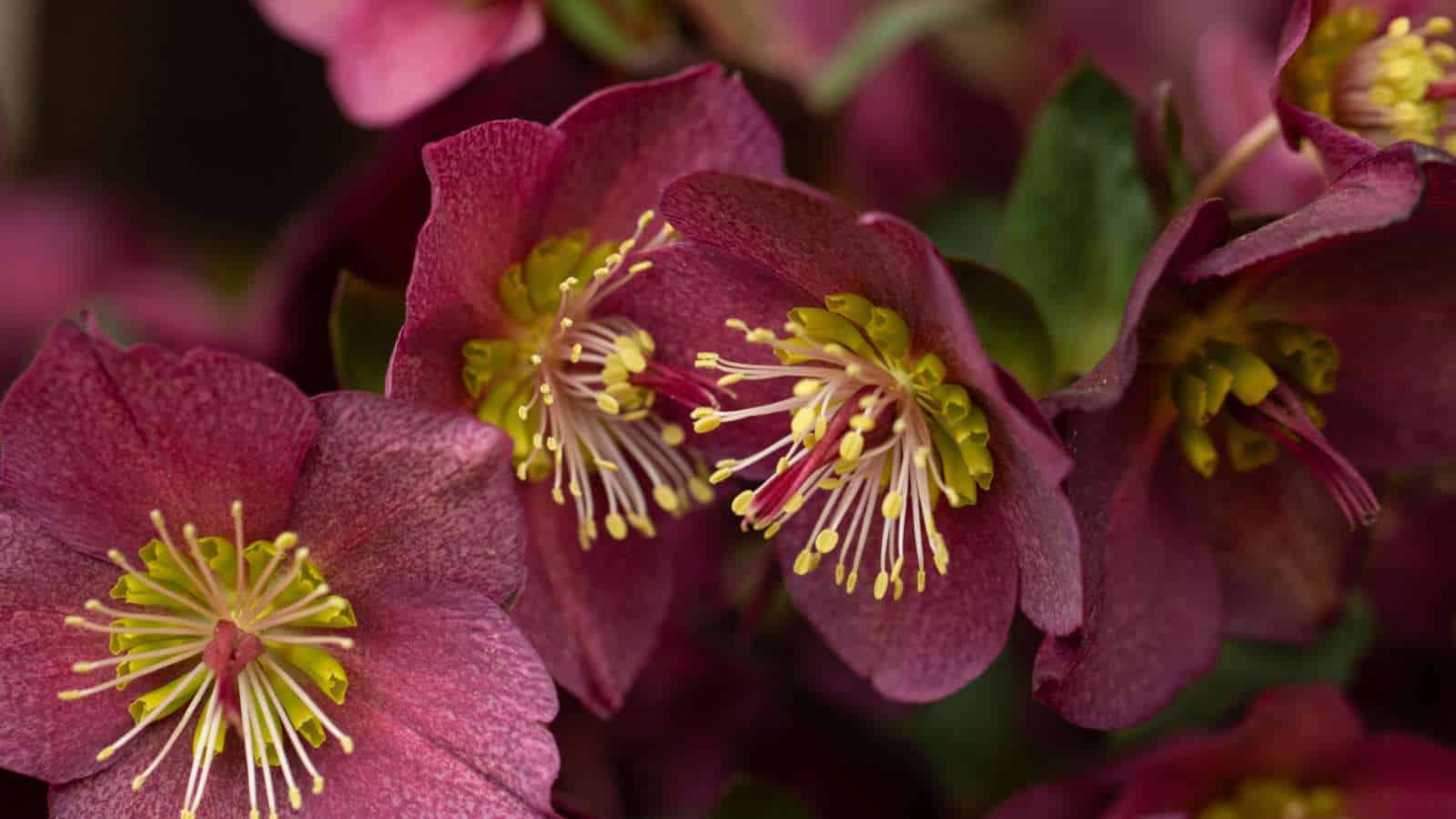 Hellebore (Helleborus spp.) burgundy flowers with a yellow center