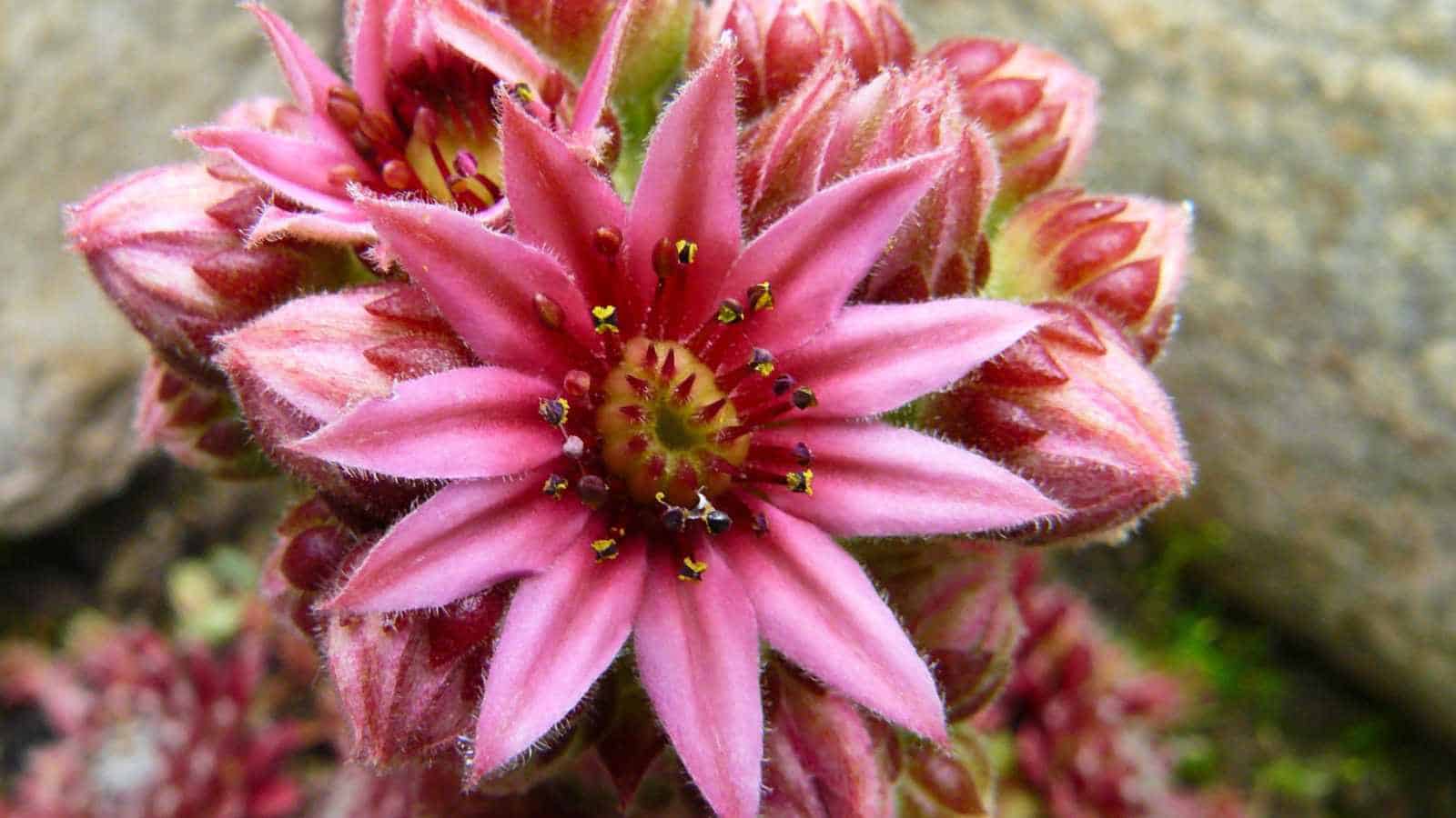 Pink flowers of Hens and Chicks (Sempervivum spp.)