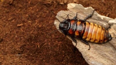 Male Madagascar hissing cockroach on a wood
