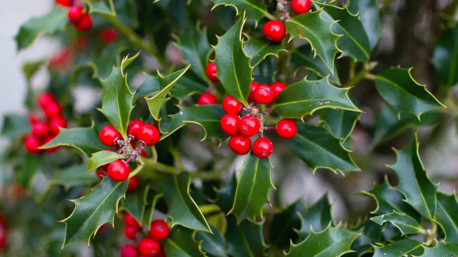 Holly (Ilex spp.) green leaves and red berries