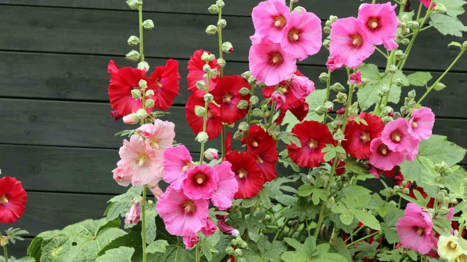 Hollyhock (Alcea rosea) flowers in red and pink shades with green leaves