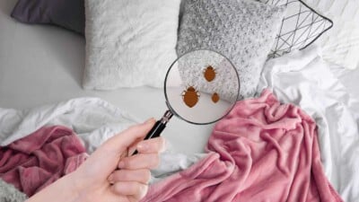 Magnifying glass with an illustration of bed bugs in a bed