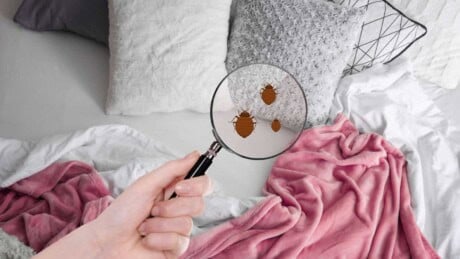Magnifying glass with an illustration of bed bugs in a bed