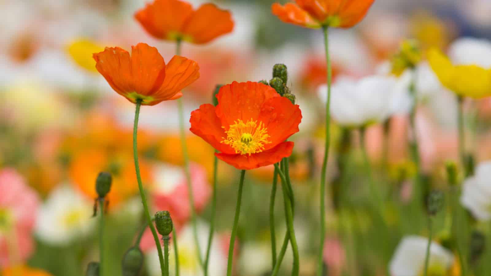Selective focus on the orange flowers of Iceland Poppy (Papaver nudicaule)