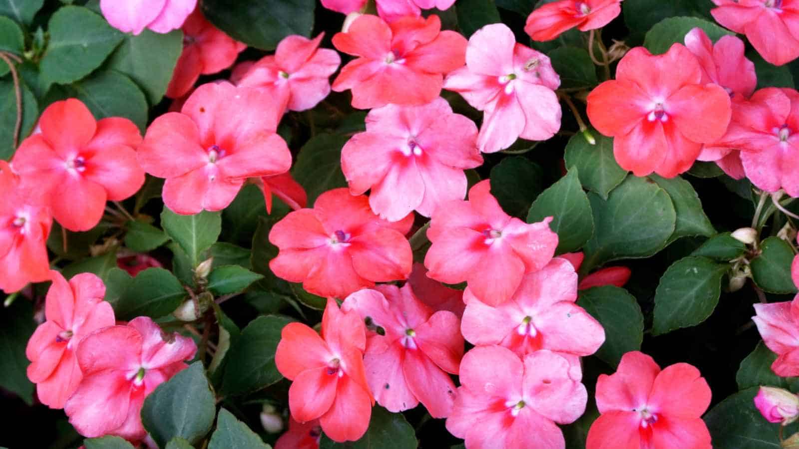 Pink Impatiens (Impatiens spp.) flowers with green leaves