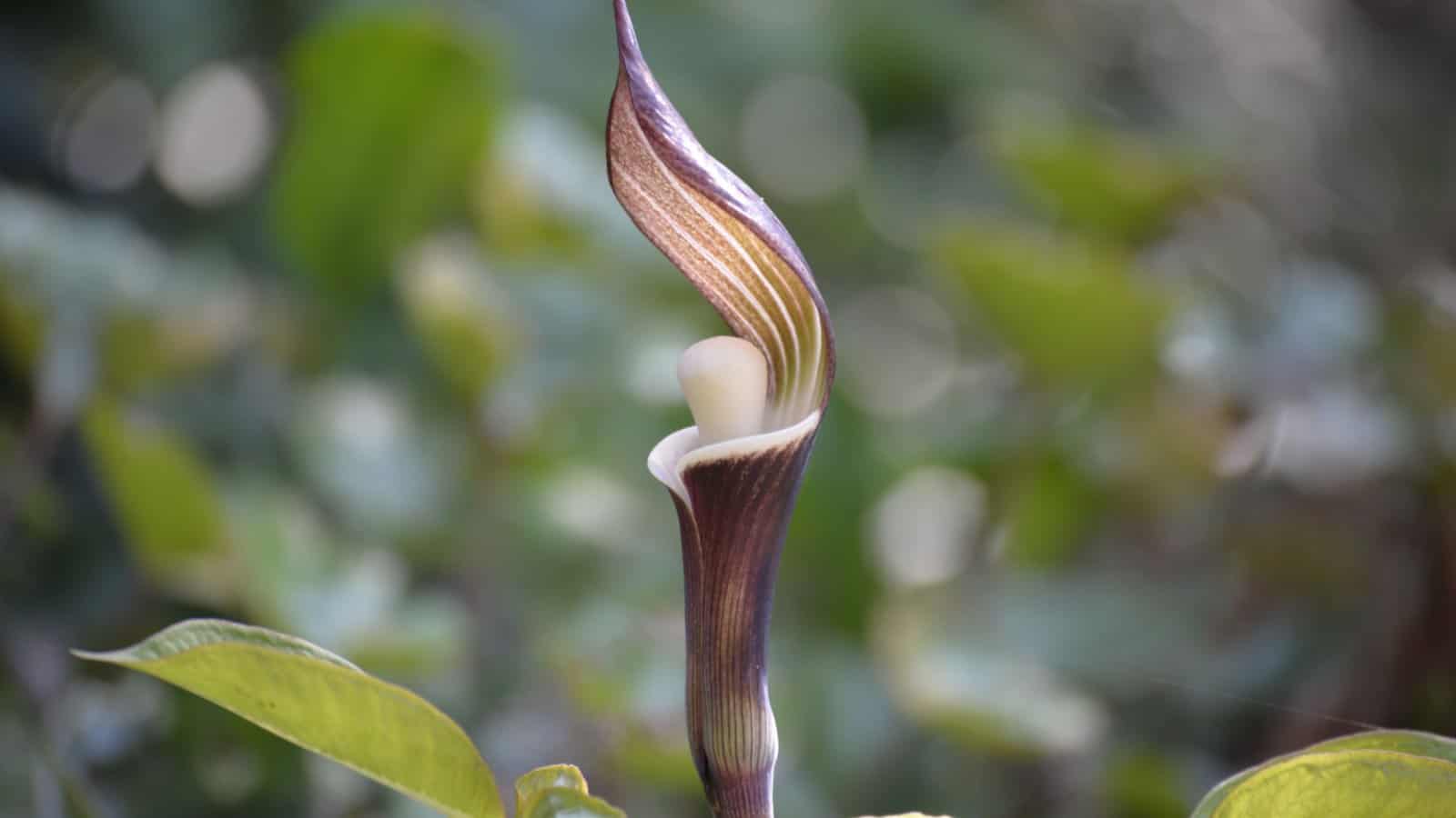 Brown Jack-in-the-Pulpit (Arisaema spp.) flower with green leaves