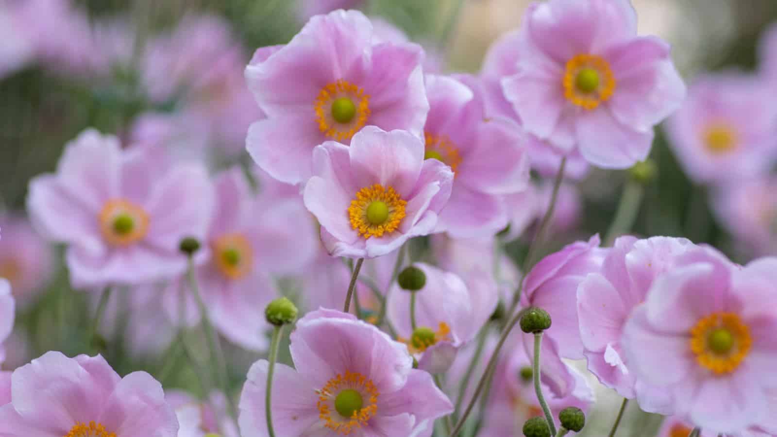 Closeup shot of pink Japanese Anemone (Anemone hupehensis) flowers