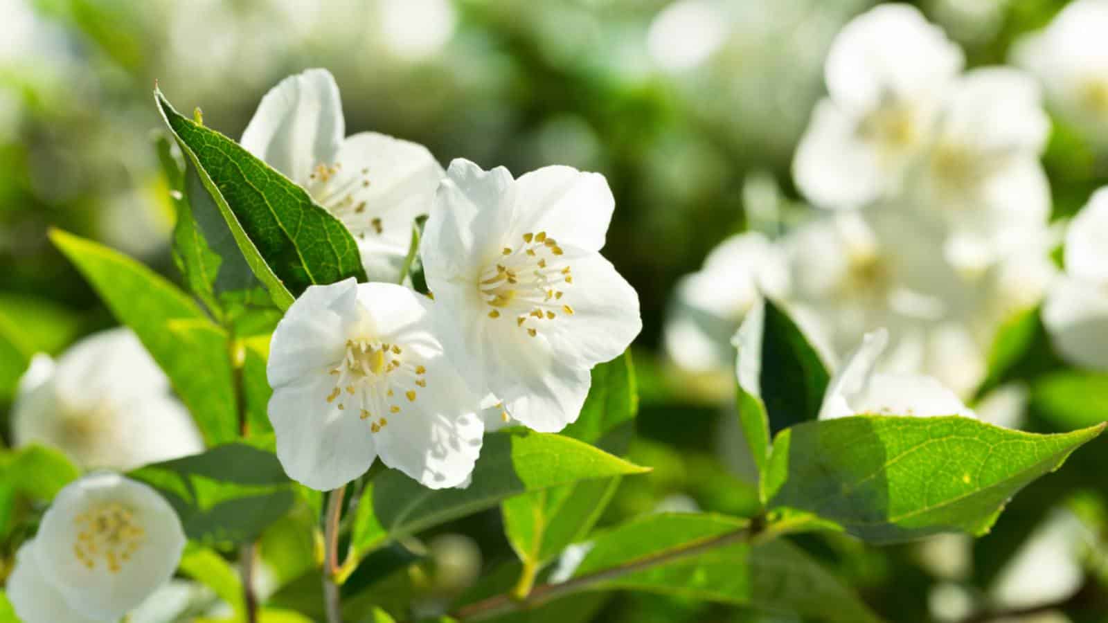 Jasmine (Jasminum spp.) flowers with green leaves