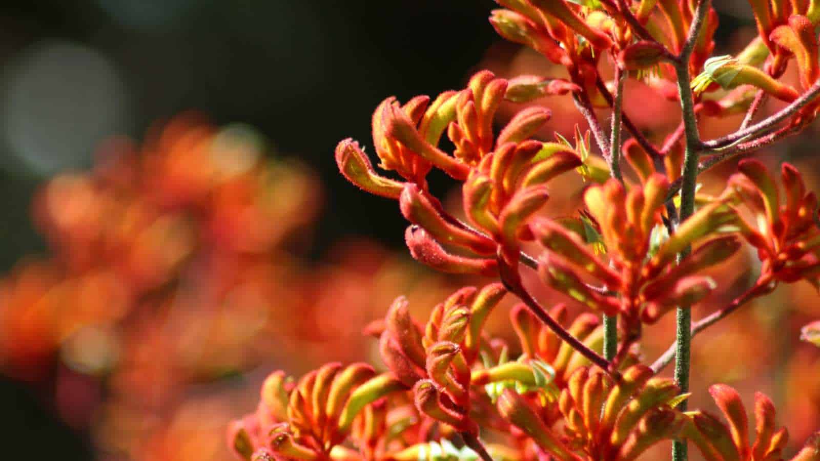 Selective focus on the Kangaroo Paw (Anigozanthos spp.) red orange flowers