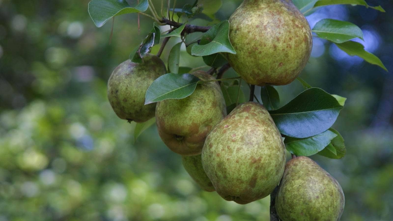 Ripening Kieffer pears on a tree