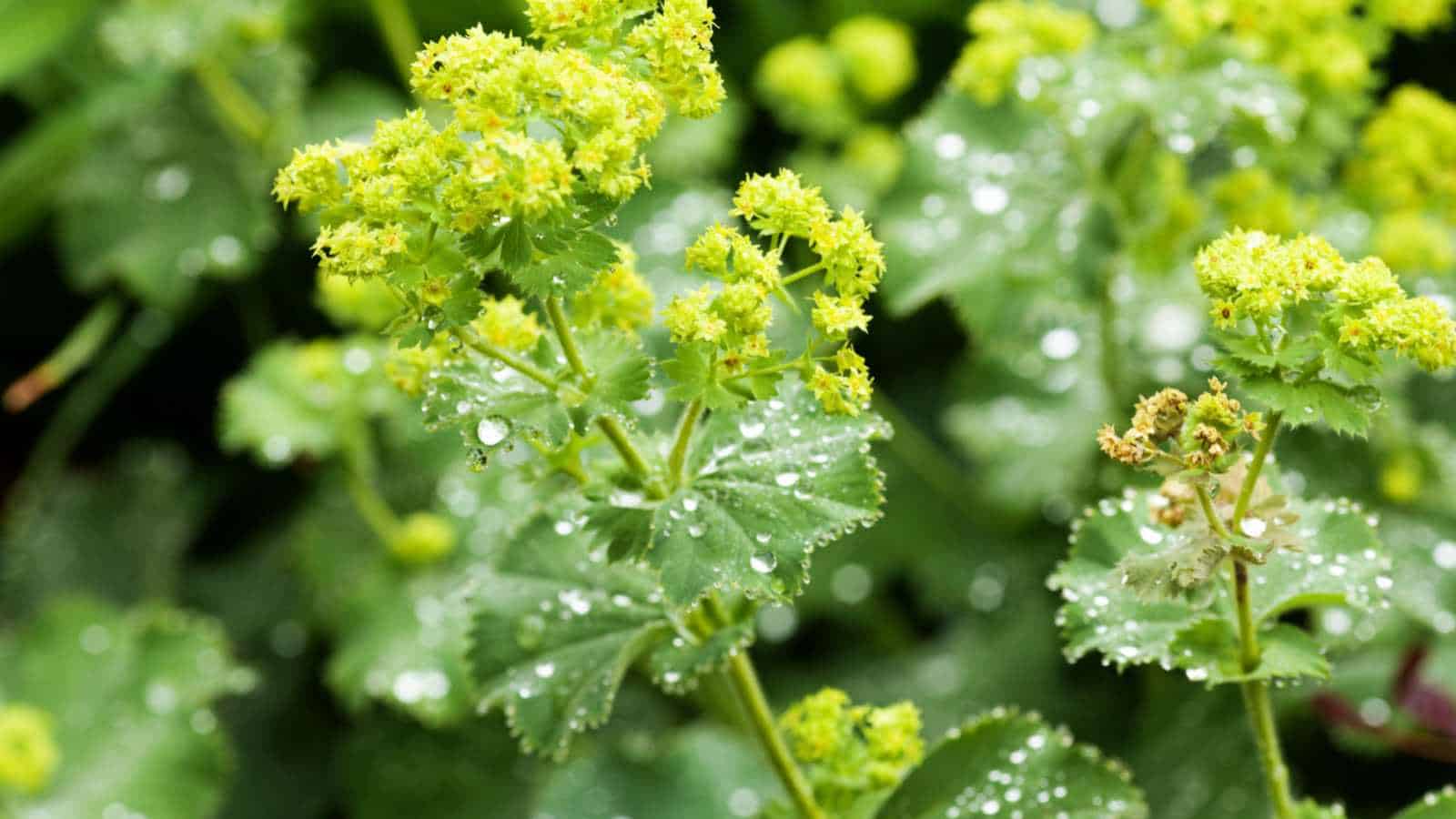 Selective focus of yellow flower clusters of Lady's Mantle (Alchemilla mollis)