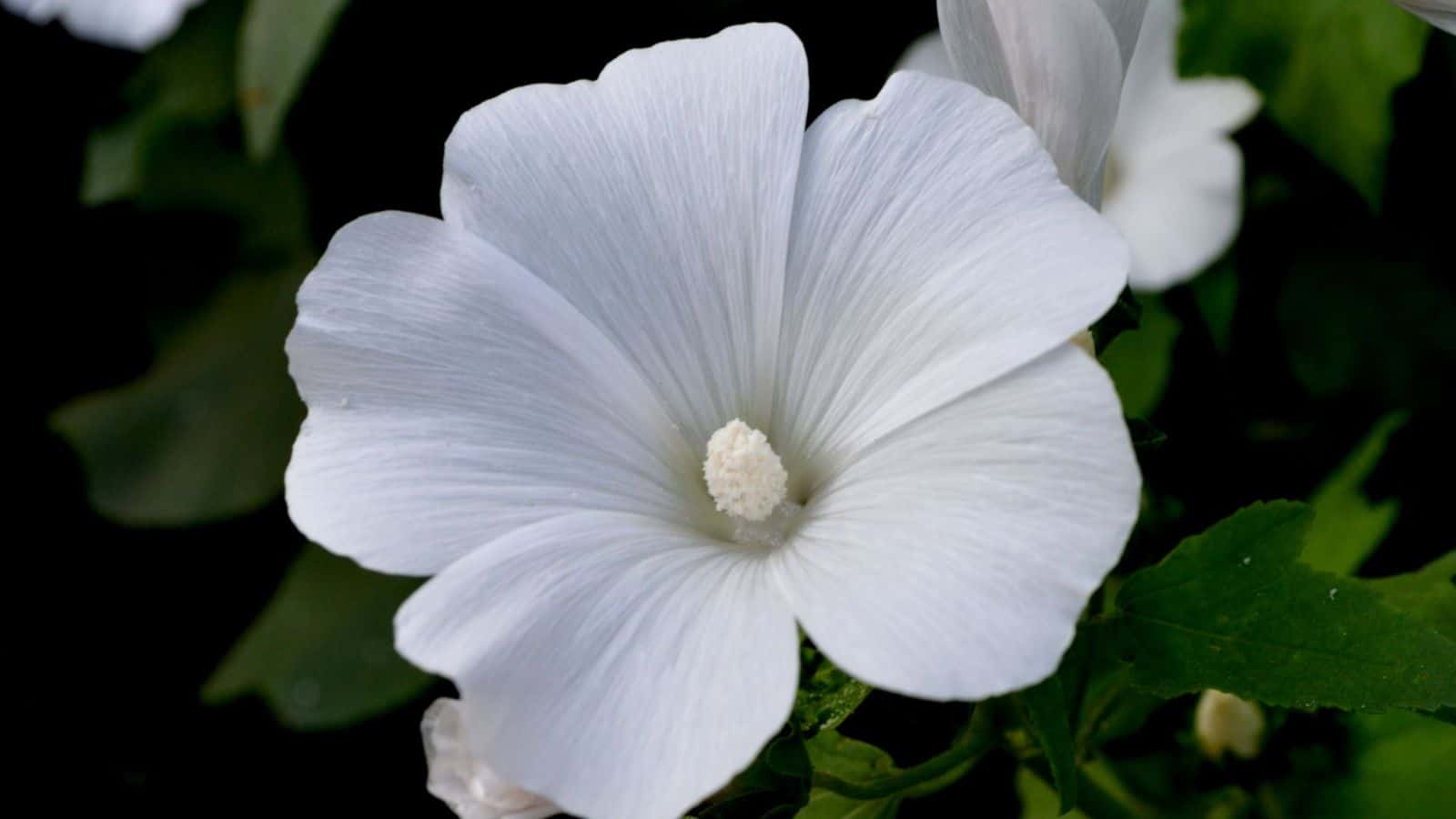 Macro of a blooming white Lavatera (Lavatera trimestris) flower