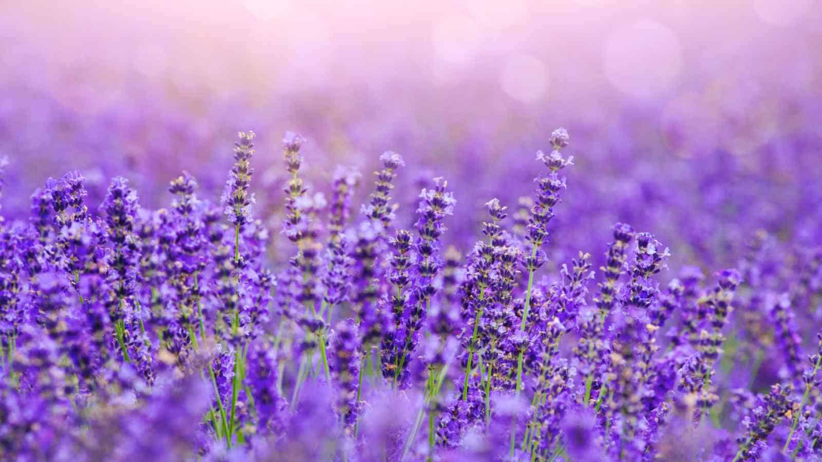 Field of Lavender (Lavandula spp.)