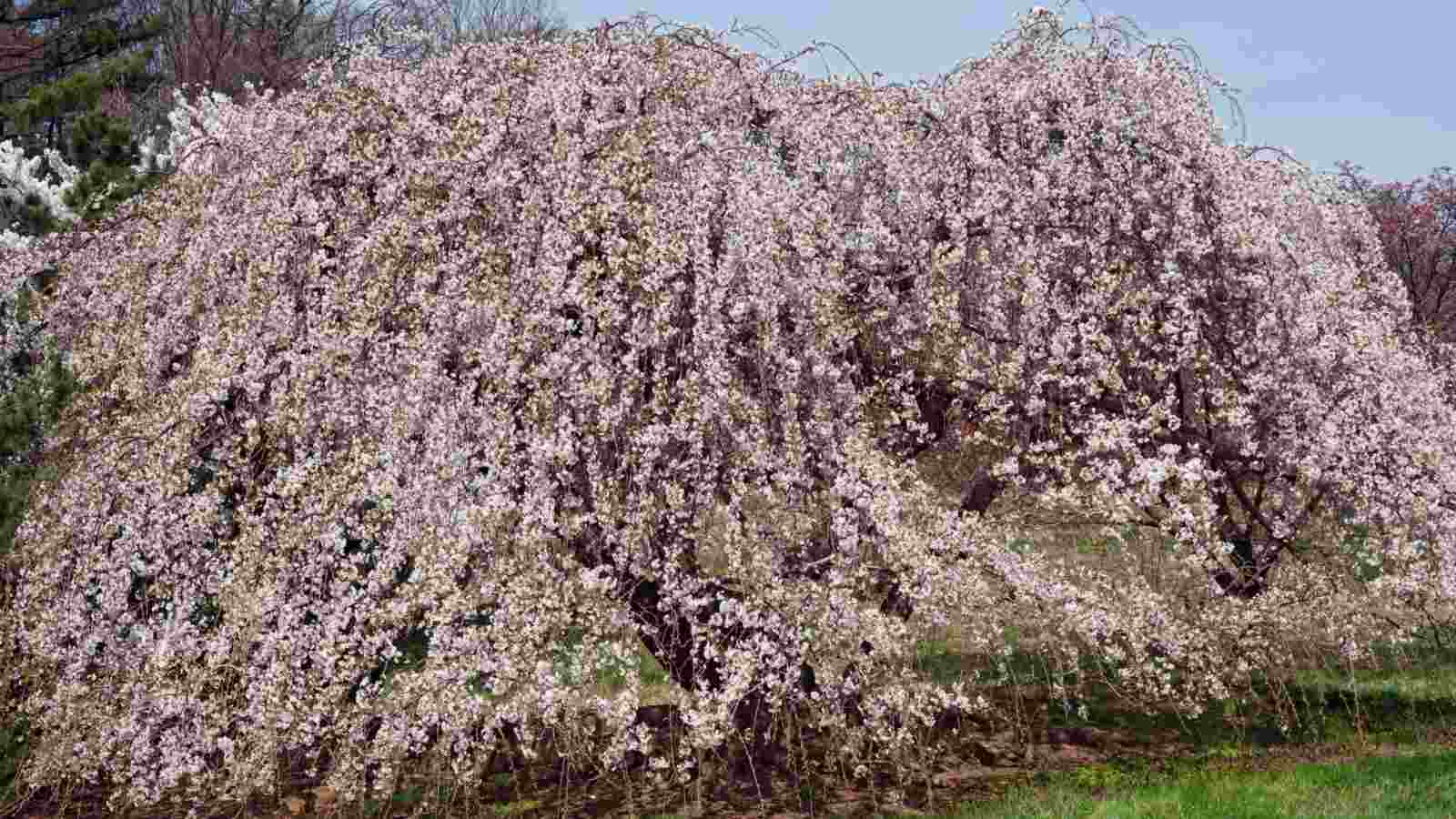 How to Plant, Grow and Care for Yoshino Cherry Tree - Full Guide
