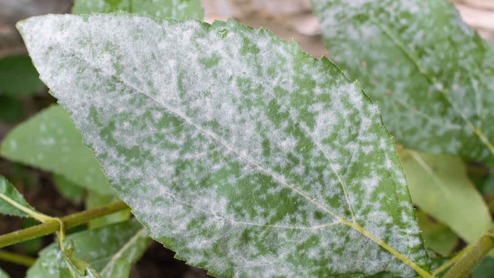 Powdery mildew on a green leaf