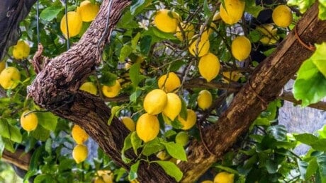 Lemon tree with ripe yellow fruits