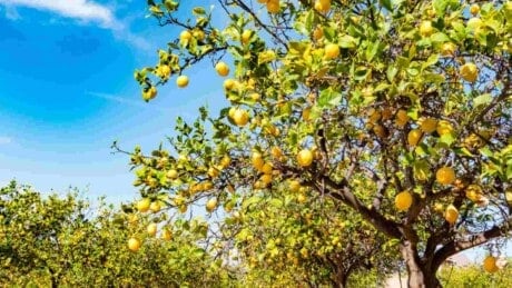 How to Plant, Grow & Care for Lemon Tree (Step-by-Step Guide)