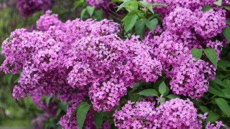 Lilac Bush Care Guide: How to Plant and Grow for Lilac Bush