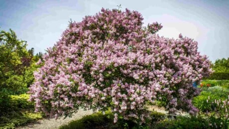 Lilac tree with pink blooms
