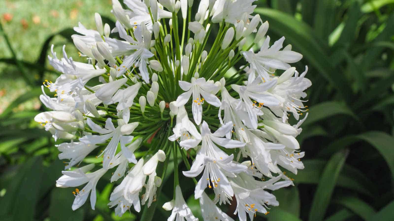 White flower clusters of the Lily of the Nile (Agapanthus africanus)