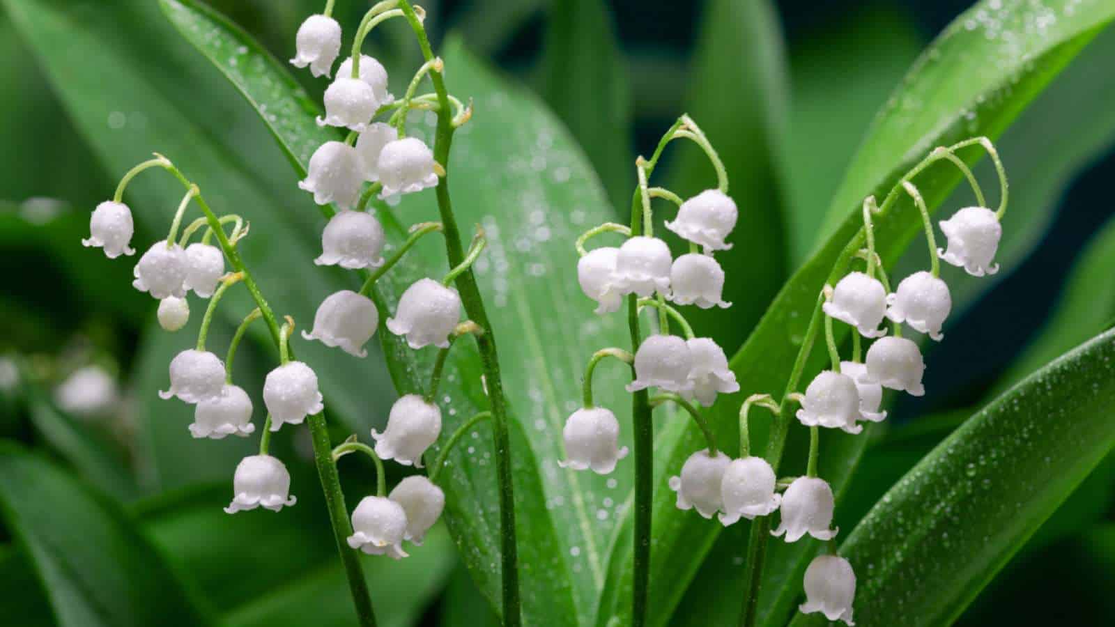 Lily of the Valley (Convallaria majalis) white flowers with green leaves